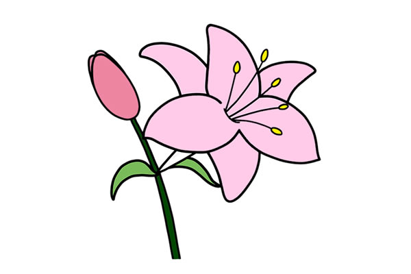 鮮艷的百合花簡(jiǎn)筆畫教程