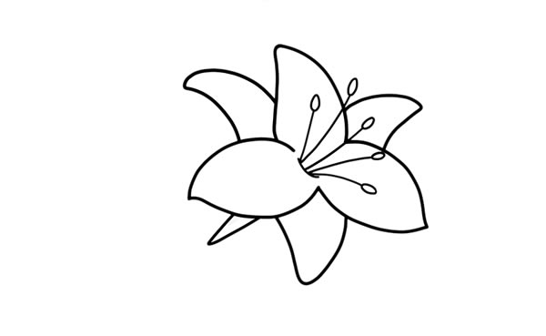 鮮艷的百合花簡(jiǎn)筆畫教程