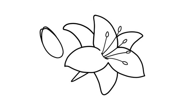鮮艷的百合花簡(jiǎn)筆畫教程