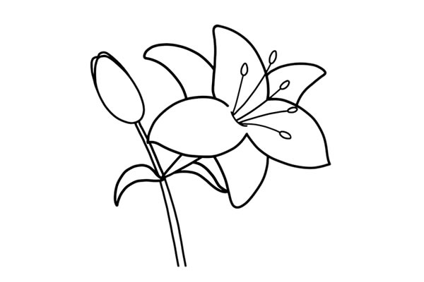 鮮艷的百合花簡(jiǎn)筆畫教程