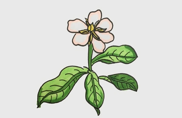 帶顏色的梔子花簡筆畫步驟