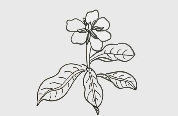 帶顏色的梔子花簡筆畫步驟
