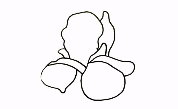 帶顏色的鳶尾花簡筆畫教程