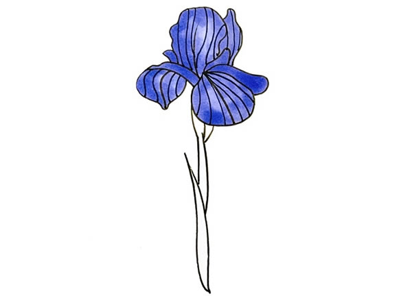 帶顏色的鳶尾花簡筆畫教程