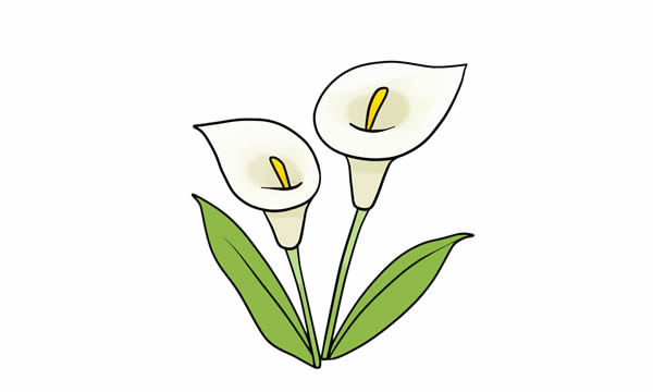 彩色的馬蹄蓮簡(jiǎn)筆畫(huà)教程