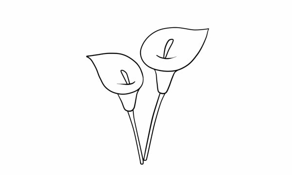 彩色的馬蹄蓮簡(jiǎn)筆畫(huà)教程