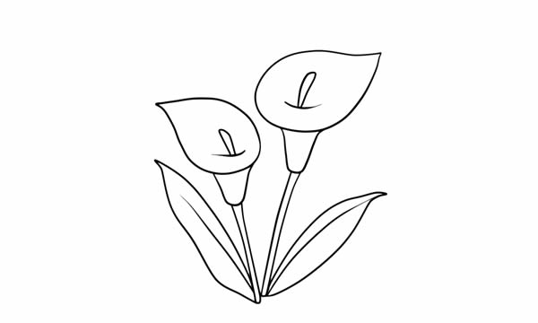 彩色的馬蹄蓮簡(jiǎn)筆畫(huà)教程