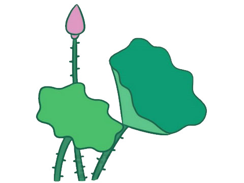 關(guān)于荷花荷葉的簡(jiǎn)筆畫(huà)
