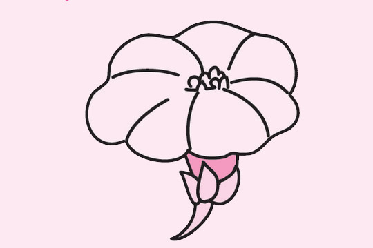 一組關于牽牛花的簡筆畫大全
