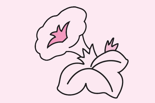 一組關于牽牛花的簡筆畫大全