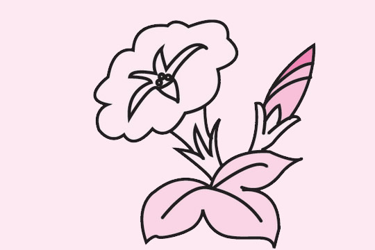 一組關于牽牛花的簡筆畫大全