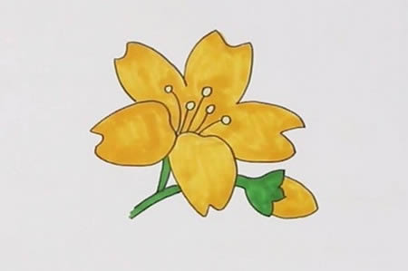漂亮的迎春花簡筆畫教程