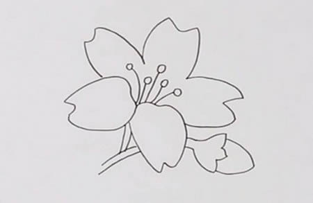 漂亮的迎春花簡筆畫教程