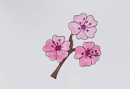 漂亮涂色的櫻花簡筆畫