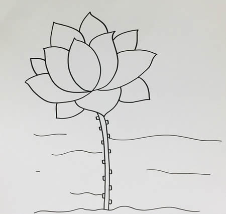水里的荷花簡筆畫教程