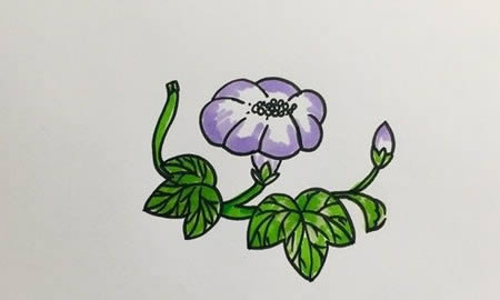 好看的牽牛花簡(jiǎn)筆畫教程