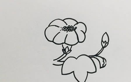 好看的牽牛花簡(jiǎn)筆畫教程