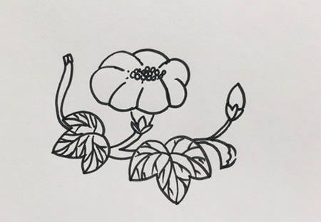 好看的牽牛花簡(jiǎn)筆畫教程