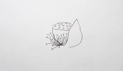 生動逼真的荷花簡筆畫