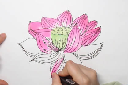 生動逼真的荷花簡筆畫