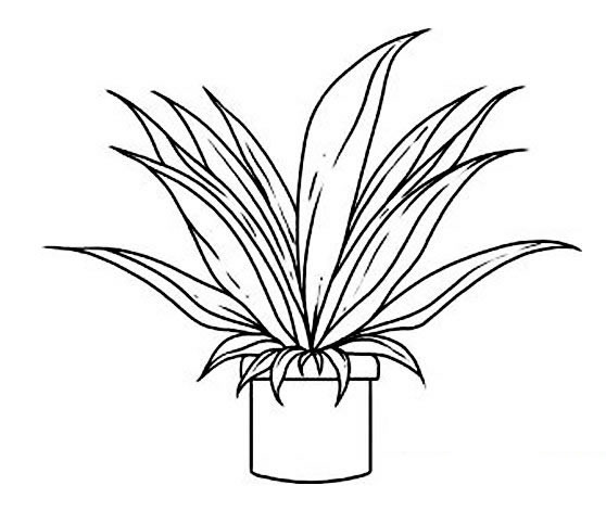 綠植小盆栽簡筆畫