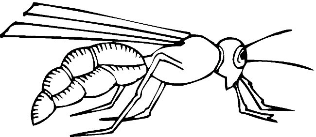 大黃蜂簡(jiǎn)筆畫