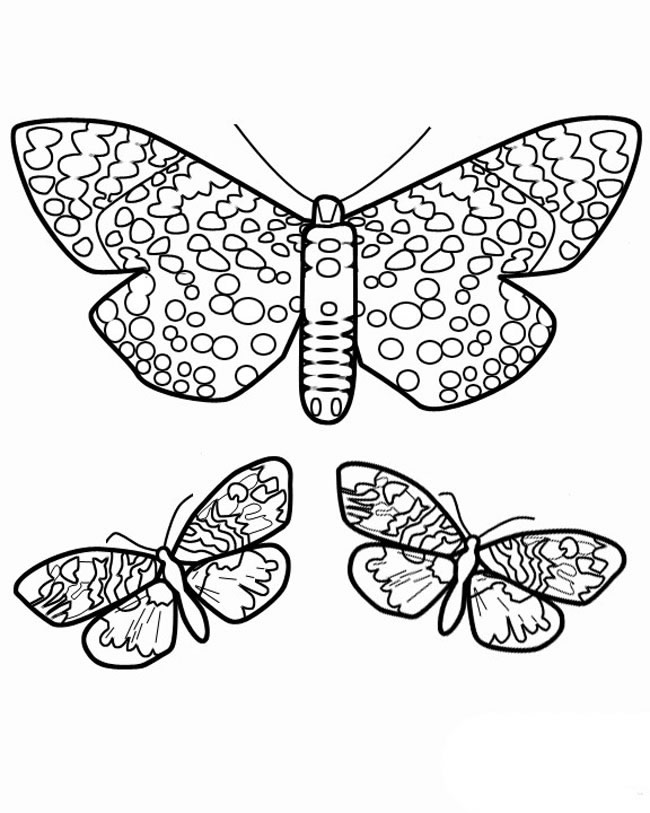 三只花蝴蝶簡(jiǎn)筆畫(huà) 三只花蝴蝶簡(jiǎn)筆畫(huà)