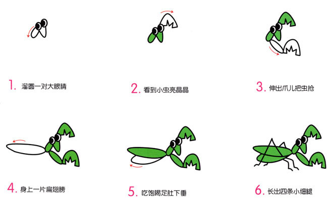 螳螂簡筆畫步驟