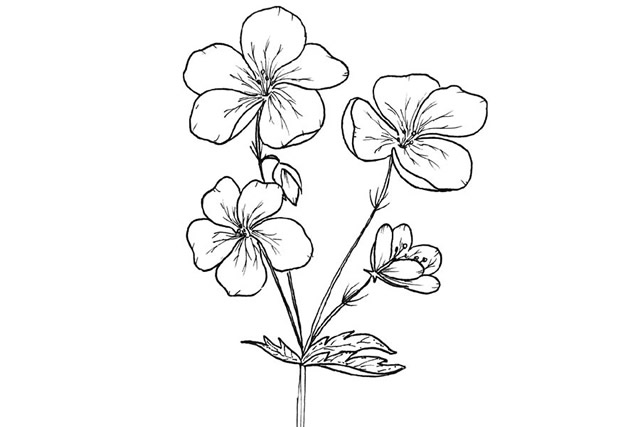 好看漂亮的小花簡(jiǎn)筆畫