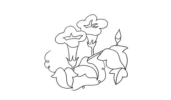 帶顏色的牽牛花簡筆畫怎么畫？