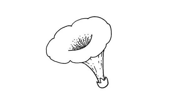 帶顏色的喇叭花怎么畫？