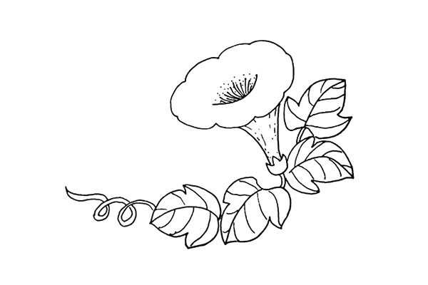 帶顏色的喇叭花怎么畫？