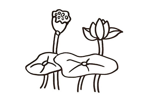 一步步教你畫漂亮的荷花