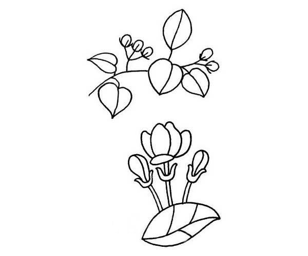 茉莉花簡筆畫步驟教程 茉莉花簡筆畫步驟教程