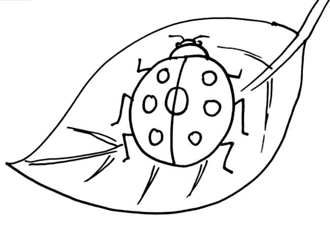 樹(shù)葉上的七星瓢蟲(chóng)簡(jiǎn)筆畫(huà)