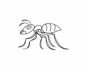 一步步學(xué)會(huì)畫(huà)螞蟻