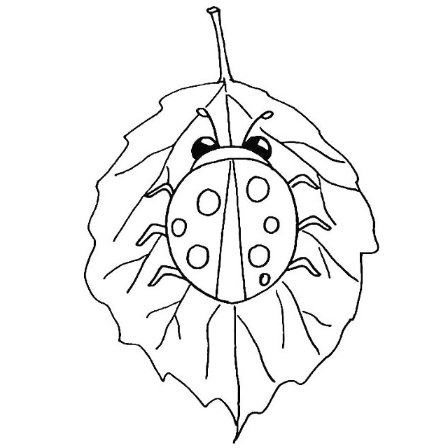七星瓢蟲(chóng)簡(jiǎn)筆畫(huà)詳細(xì)步驟