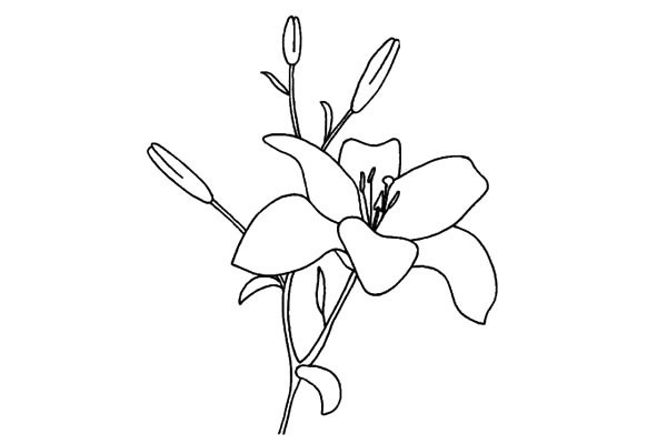 簡(jiǎn)單好看的百合花怎么畫