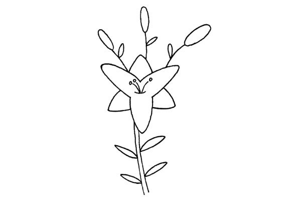 百合花簡(jiǎn)筆畫步驟教程