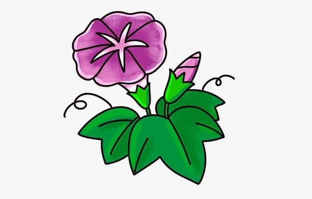 漂亮帶顏色的牽牛花簡筆畫