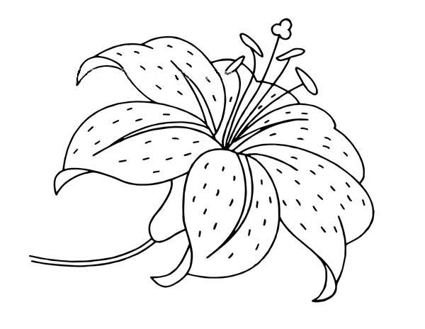 漂亮的百合花簡筆畫