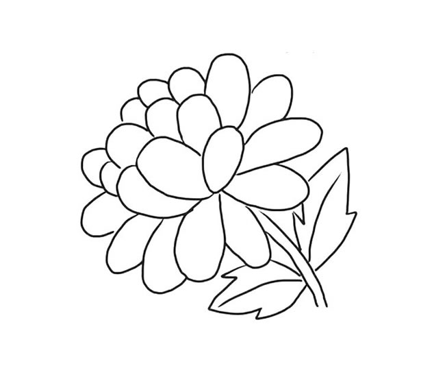 關于金盞花的簡筆畫