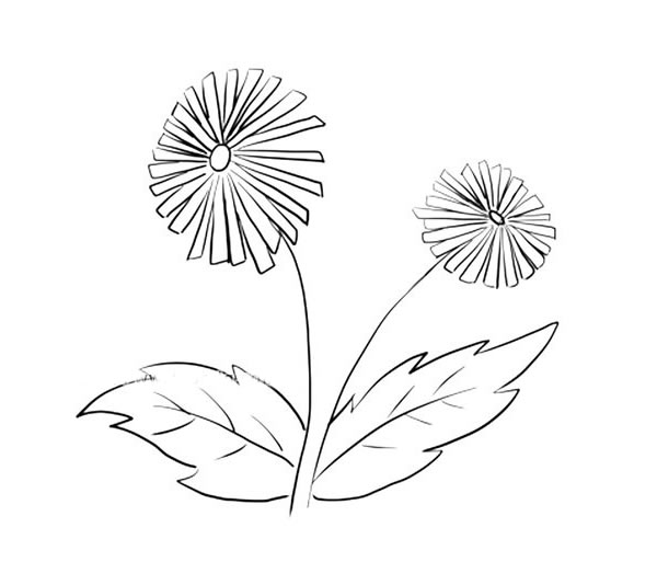 關于雛菊的簡筆畫