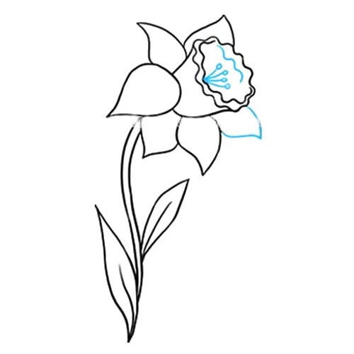 帶顏色的水仙花簡筆畫教程
