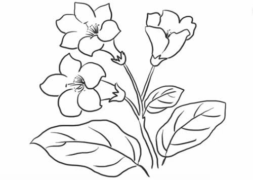 杜鵑花簡筆畫步驟教程