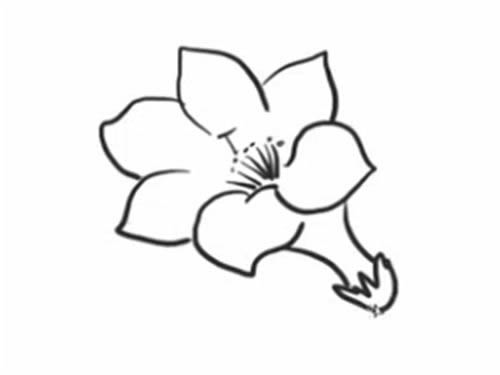 杜鵑花簡筆畫步驟教程