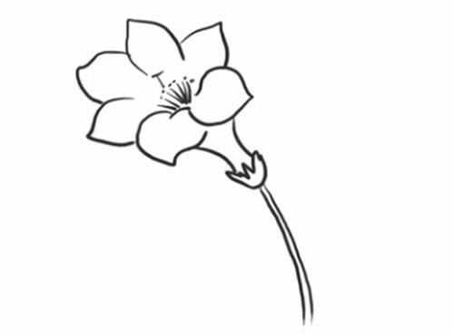 杜鵑花簡筆畫步驟教程