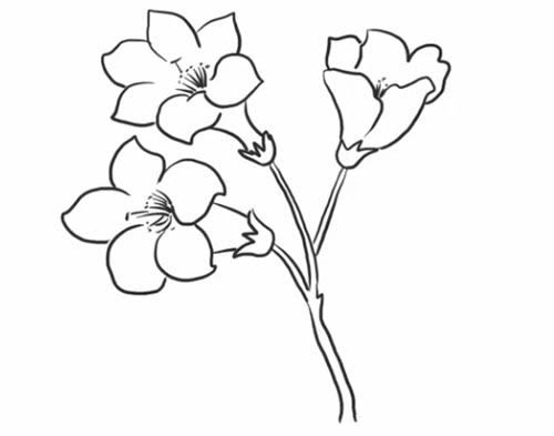 杜鵑花簡筆畫步驟教程