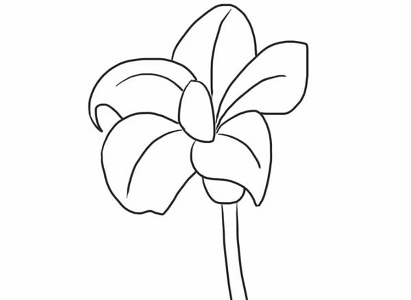 桔梗花簡筆畫步驟教程