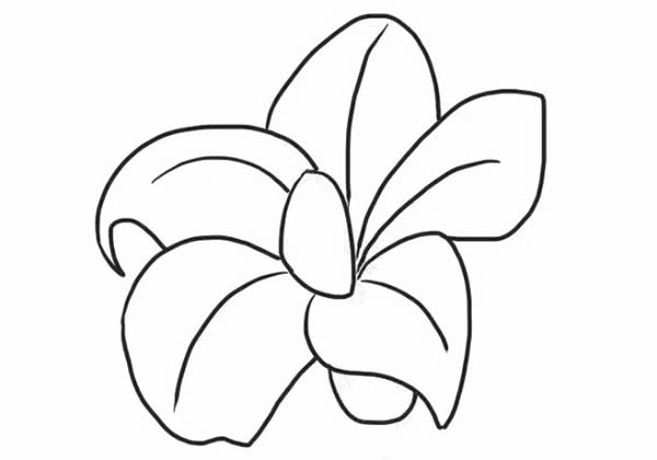 桔梗花簡筆畫步驟教程